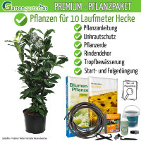 Kirschlorbeer Genolia® 40-60cm - Pflanzpaket für...