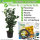Kirschlorbeer Genolia® 40-60cm - Pflanzpaket für 10 Meter