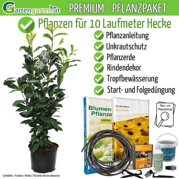 Kirschlorbeer Genolia® 60-80cm - Pflanzpaket für 10 Meter