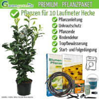 Kirschlorbeer Genolia® 60-80cm - Pflanzpaket für...