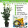 Kirschlorbeer Genolia® 60-80cm - Pflanzpaket für 10 Meter