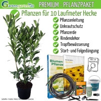 Kirschlorbeer Genolia® 80-100cm - Pflanzpaket...