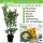 Kirschlorbeer Genolia® 80-100cm - Pflanzpaket für 10 Meter