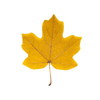 Feld-Ahorn 110-130cm