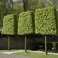 Feld-Ahorn 110-130cm