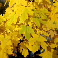 Feld-Ahorn 170-190cm