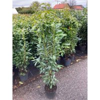 Kirschlorbeer Genolia® 80-100cm | B-WARE