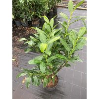 Kirschlorbeer Caucasica 80-100cm | B-WARE