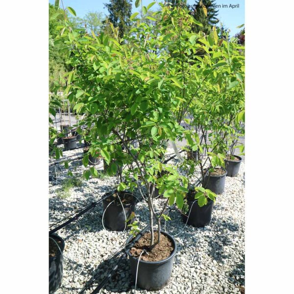 Kupfer Felsenbirne 150-175cm im Topf