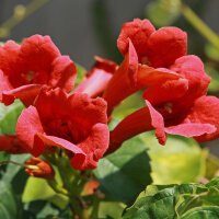 Klettertrompete Flamenco 70cm+ aufgebunden