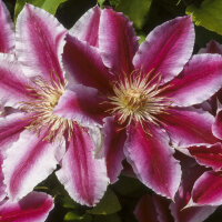 Clematis Nelly Moser 70+cm im C2