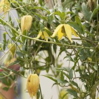 Clematis Gold-Waldrebe 70+cm im C2
