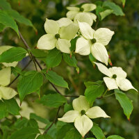 Japanischer Blumen-Hartriegel China Girl 80-100cm im Co