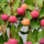 Japanischer Blumen-Hartriegel China Girl 80-100cm im Co