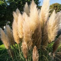 Kleines Pampasgras Pumila im C2