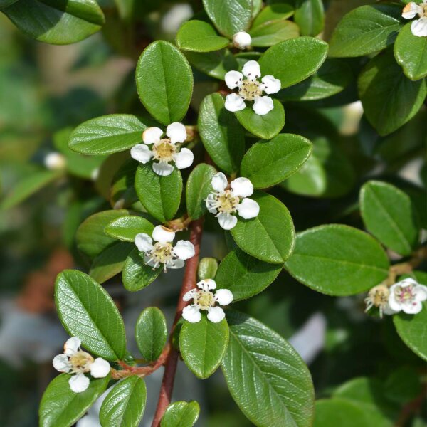 Zwergmispel Streibs Mayor 10-15cm 15 Stück