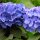 Ball-Hortensie Endless Summer® blau