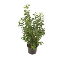 Portugiesischer Lorbeer Angustifolia 90-100cm im 5l Topf