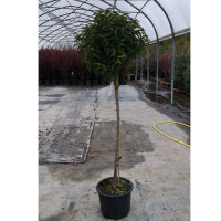 Portugiesischer Lorbeer Angustifolia Bäumchen |...