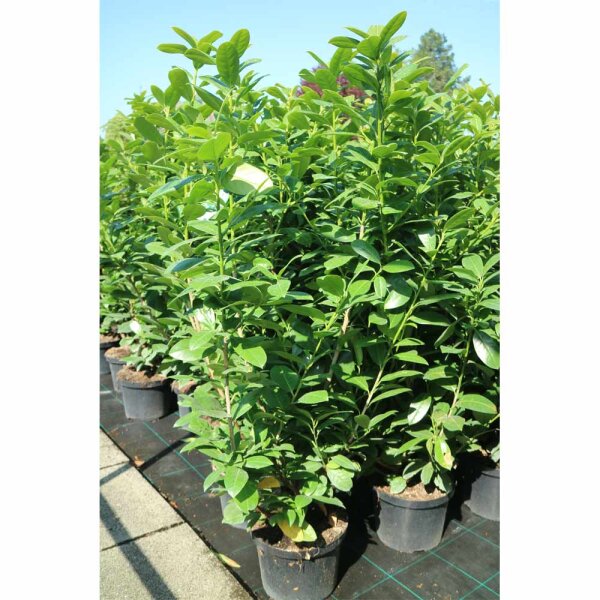 Kirschlorbeer Antonius® 80-100cm im 5l Topf