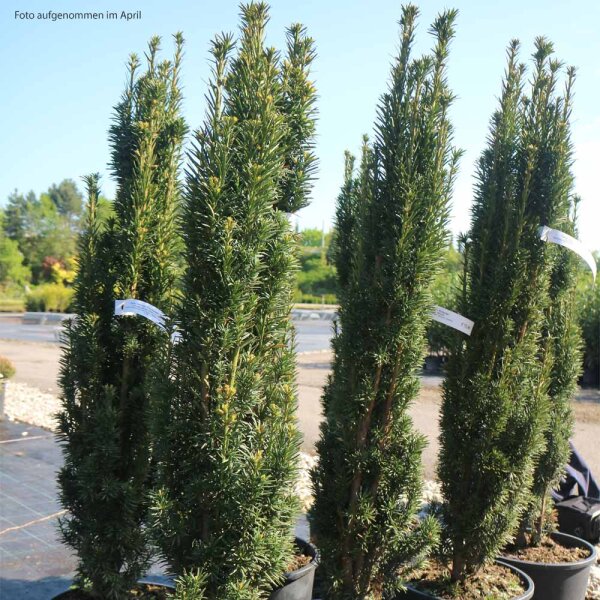 Schmale Säulen-Eibe Fastigiata Robusta 100-120cm im C25