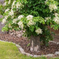 Kletter-Hortensie 125-150cm Pyramide