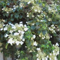 Kletter-Hortensie 125-150cm Pyramide