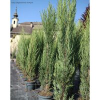 Blauer Raketenwacholder Blue Arrow 120-140cm