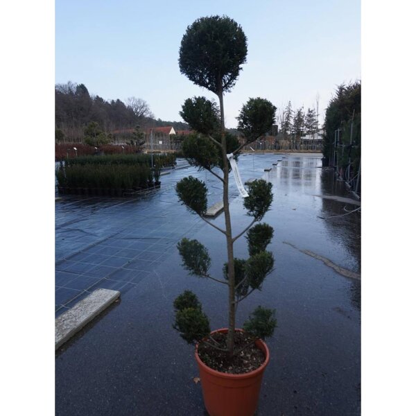 Gelbe Bastardzypresse Pon Pon Formschnitt 125-150cm