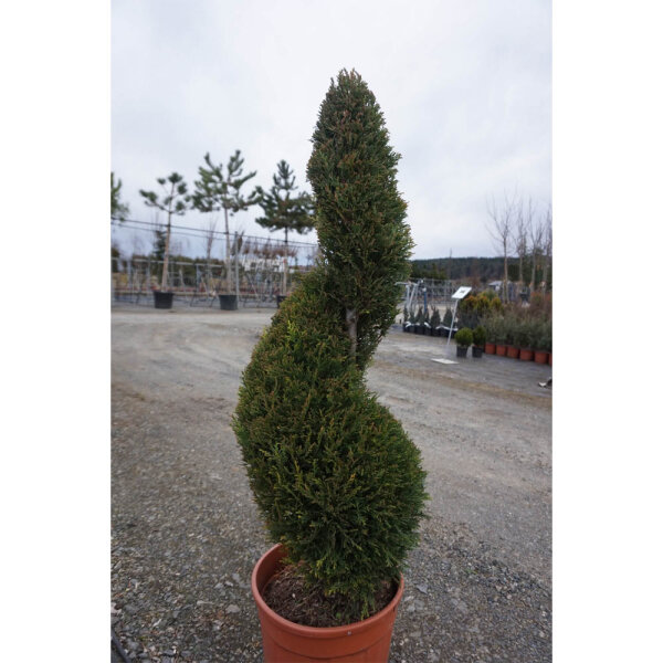 Gelbe Bastardzypresse Spirale Formschnitt 80-100cm