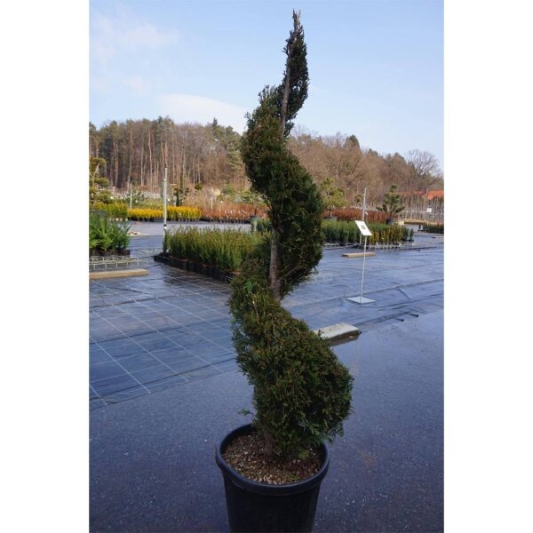 Gelbe Bastardzypresse Spirale Formschnitt 125-150cm