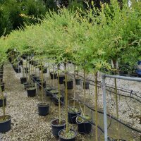 Harlekinweide Hakuro Nishiki  Stammhöhe 80cm