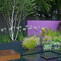 Himalaya- Birke 250-300cm mehrstämmig am Ballen