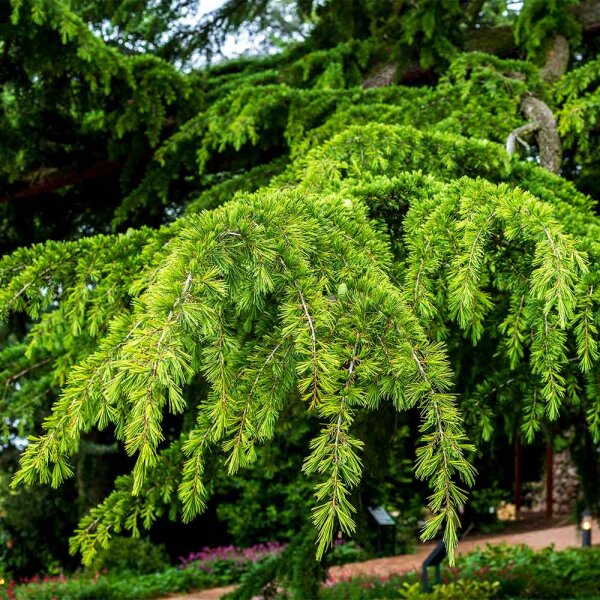 Himalaya-Zeder 100-125cm am Ballen