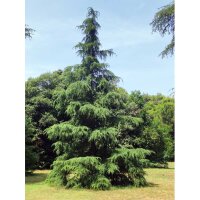 Himalaya-Zeder 100-125cm am Ballen