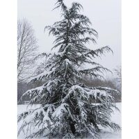 Himalaya-Zeder 100-125cm am Ballen