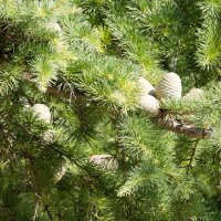 Himalaya-Zeder 100-125cm am Ballen