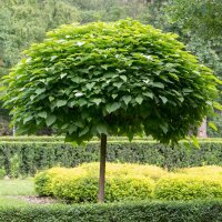 Kugel-Trompetenbaum Nana Hochstamm 12-14cm StU 180cm Sth im Co