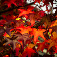 Kugel-Amberbaum Gumball Hochstamm | 8-10cm Stammumfang