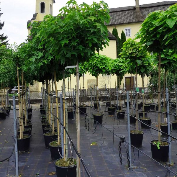 Kugel-Amberbaum Gumball Stammhöhe 150cm im Co