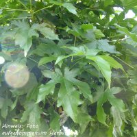 Kugel-Amberbaum Gumball Stammhöhe 150cm im Co