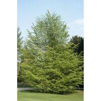 Hainbuche Solitär 400-500cm mehrstämmig am Ballen