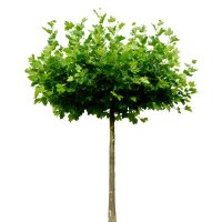 Kugel-Platane Alphens Globe Hochstamm | 8-10cm Stammumfang