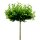 Kugel-Platane Alphens Globe Hochstamm | 8-10cm Stammumfang