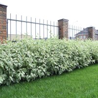 Weißbunter Hartriegel C3