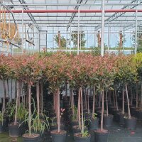 Glanzmispel Red Robin Stämmchen 90cm | Kugel 40cm