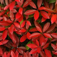 Glanzmispel Red Robin Stämmchen 90cm | Kugel 40cm