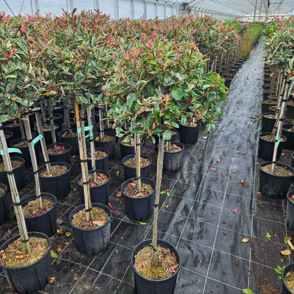 Glanzmispel Pink Marble Stämmchen 90cm | Kugel 40cm