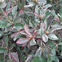 Glanzmispel Pink Marble Stämmchen 90cm | Kugel 40cm