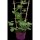 Brombeere Stachellos Black Satin 40-60cm